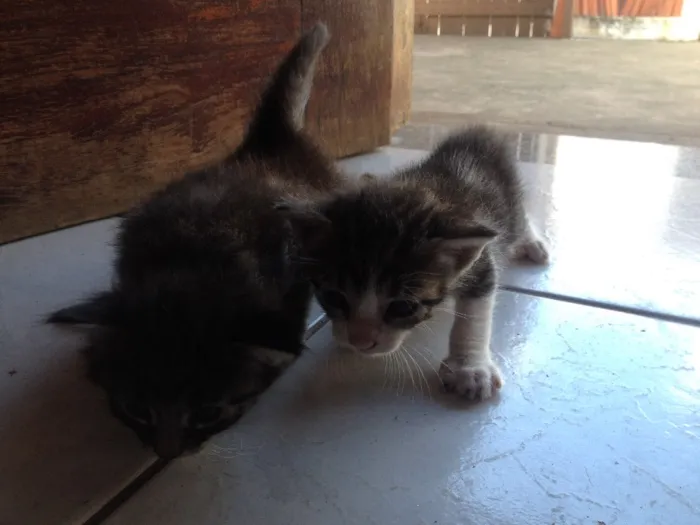 Gato raça  idade Abaixo de 2 meses nome Felinoos 