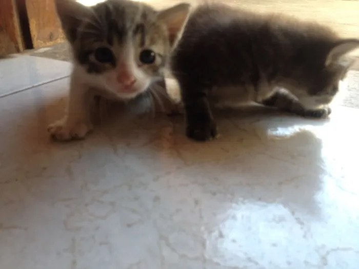 Gato raça  idade Abaixo de 2 meses nome Felinoos 