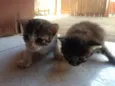 Felinoos 