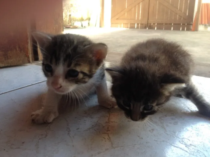 Gato raça  idade Abaixo de 2 meses nome Felinoos 