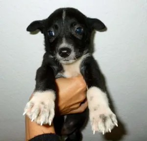 Cachorro raça sem raça definida idade Abaixo de 2 meses nome linda