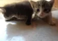 Felinoos 