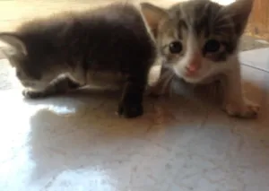Gato raça  idade Abaixo de 2 meses nome Felinoos 