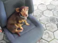 Belinha