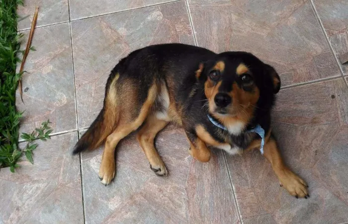 Cachorro ra a SRD idade 3 anos nome Petisso