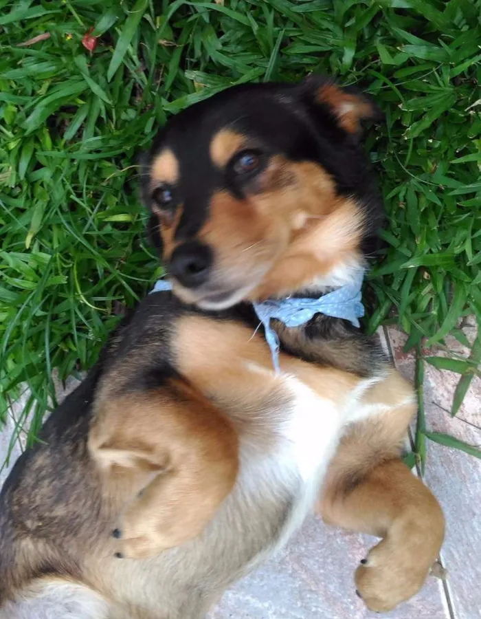 Cachorro ra a SRD idade 3 anos nome Petisso