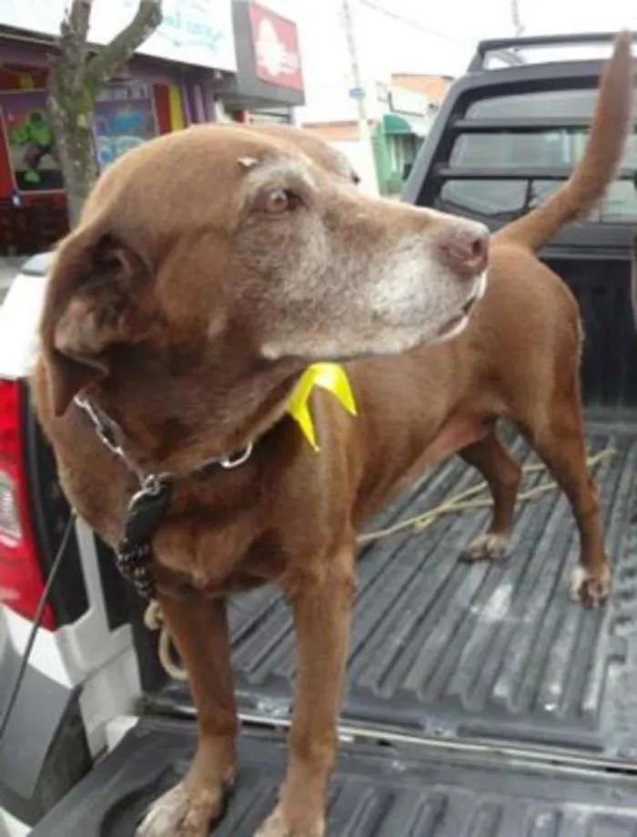 Cachorro ra a Labrador idade 6 ou mais anos nome MEL