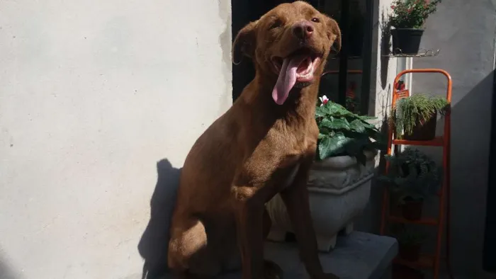 Cachorro ra a SRD idade 1 ano nome Belinha