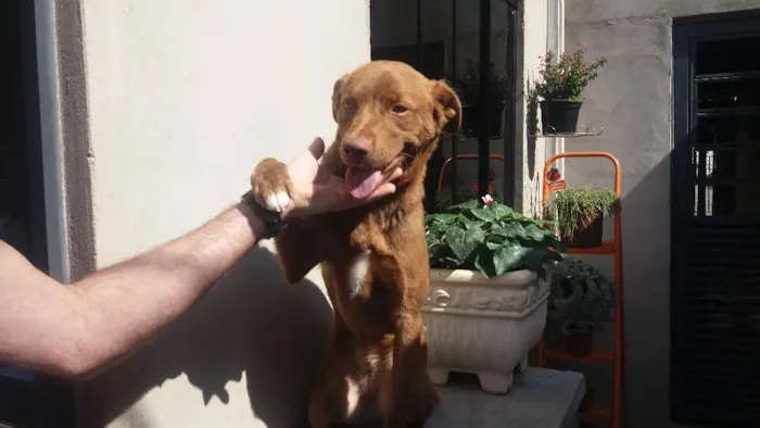 Cachorro ra a SRD idade 1 ano nome Belinha