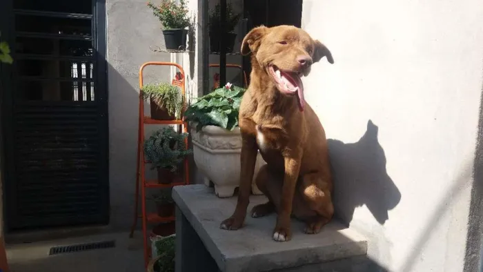 Cachorro ra a SRD idade 1 ano nome Belinha