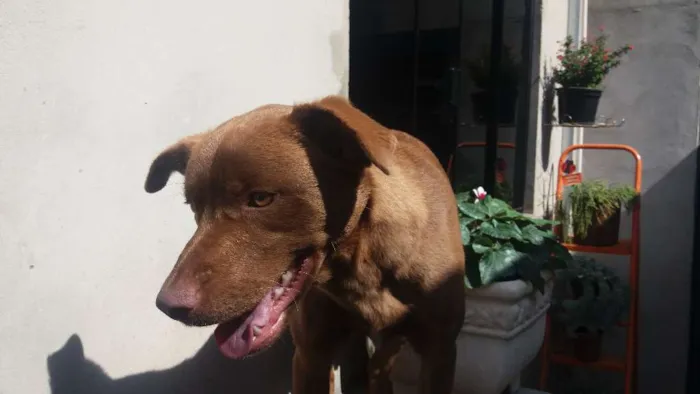 Cachorro ra a SRD idade 1 ano nome Belinha