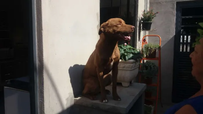 Cachorro ra a SRD idade 1 ano nome Belinha