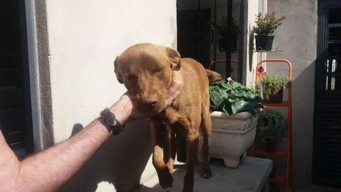Cachorro ra a SRD idade 1 ano nome Belinha