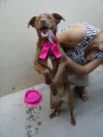 Belinha