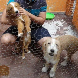 Cachorro raça SRD idade 1 ano nome Amora e Lolla