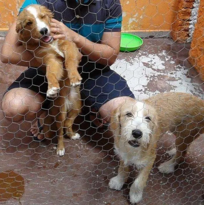 Cachorro ra a SRD idade 1 ano nome Amora e Lolla