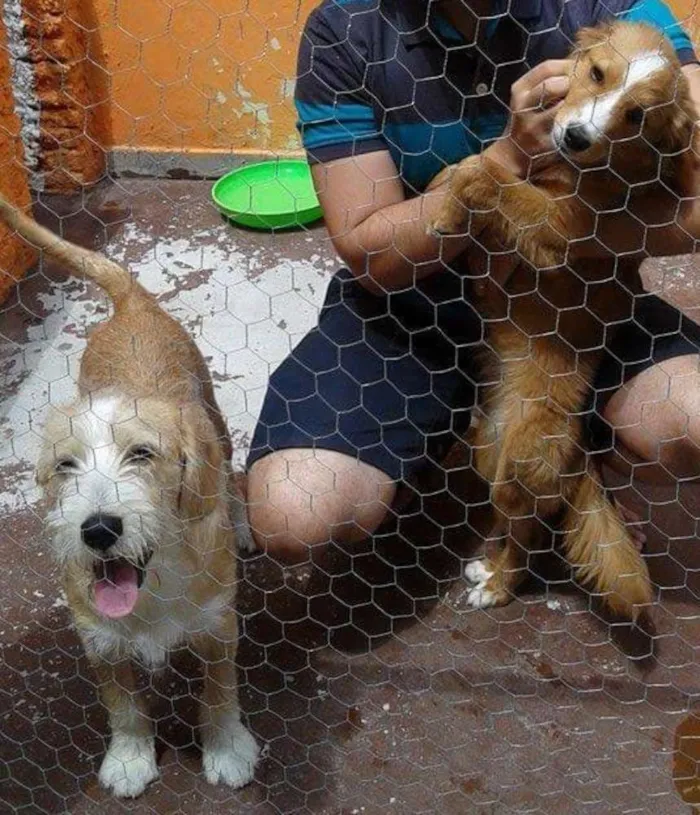 Cachorro ra a SRD idade 1 ano nome Amora e Lolla