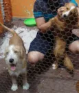 Amora e Lolla