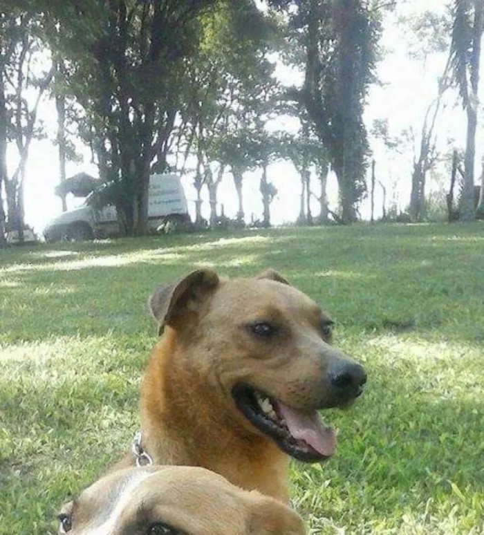 Cachorro ra a SRD idade 2 anos nome Johnny
