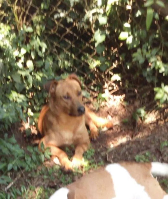 Cachorro ra a SRD idade 2 anos nome Johnny