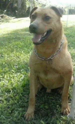Cachorro raça SRD idade 2 anos nome Johnny