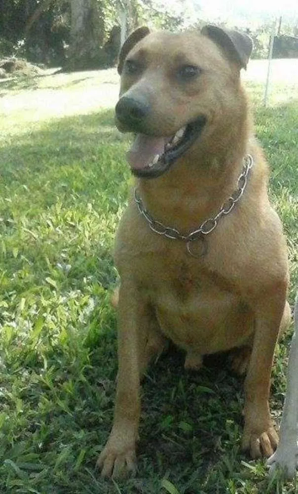 Cachorro ra a SRD idade 2 anos nome Johnny
