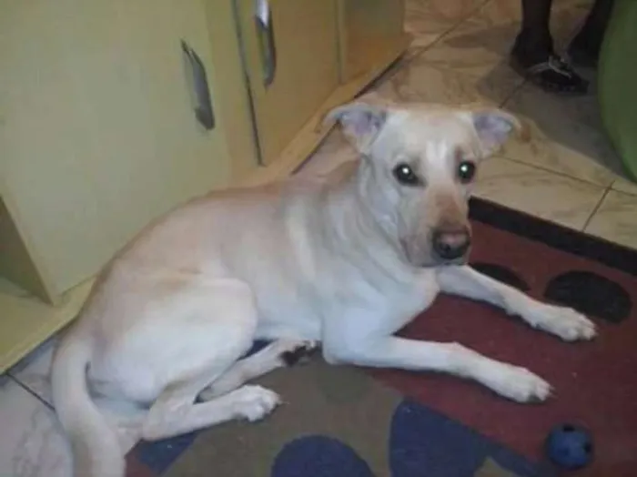 Cachorro ra a RND idade 6 ou mais anos nome Bob