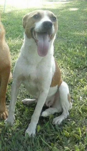 Cachorro raça SRD idade 2 anos nome Leona