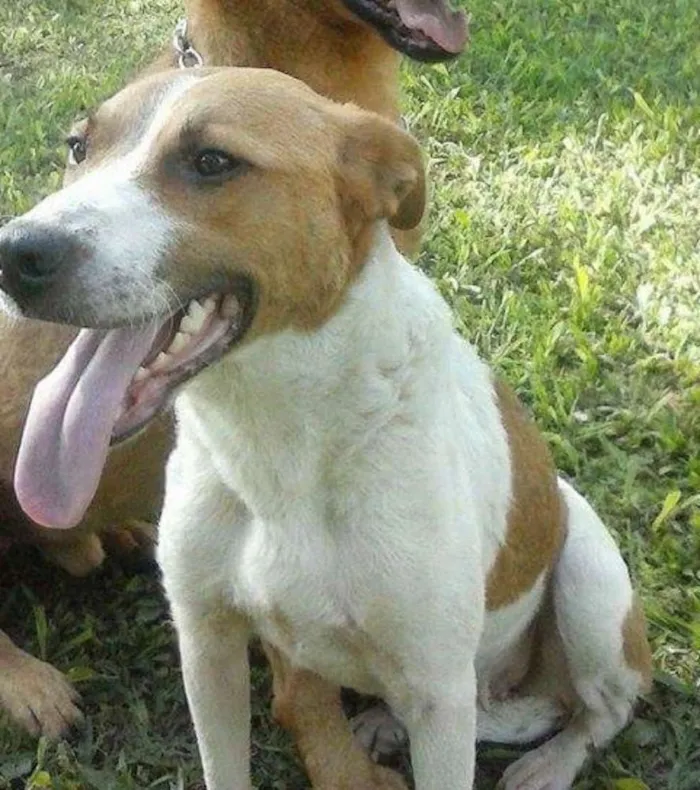 Cachorro ra a SRD idade 2 anos nome Leona