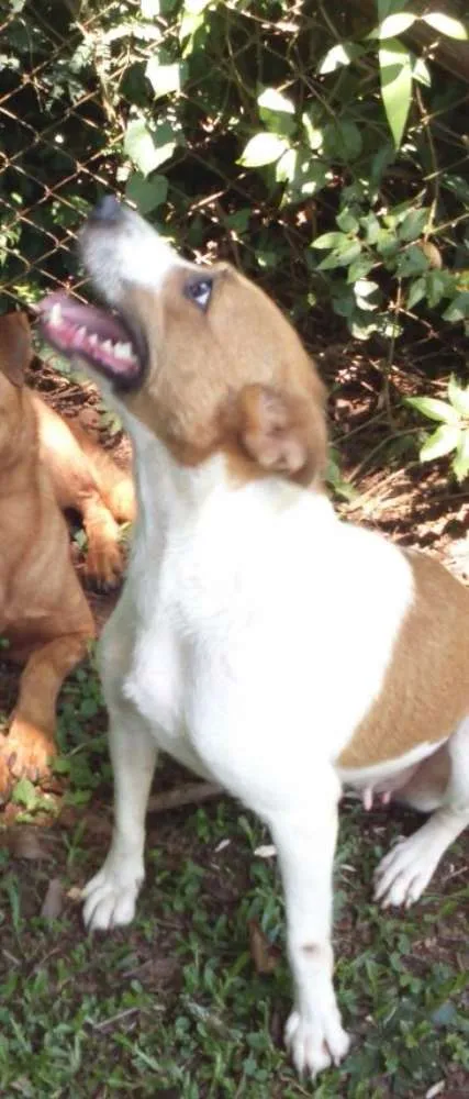 Cachorro ra a SRD idade 2 anos nome Leona