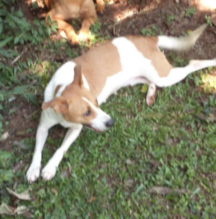 Cachorro ra a SRD idade 2 anos nome Leona