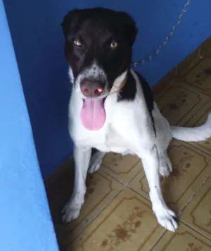 Cachorro raça SRD idade 2 anos nome Snoop