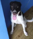 Snoop