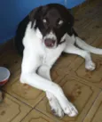 Snoop