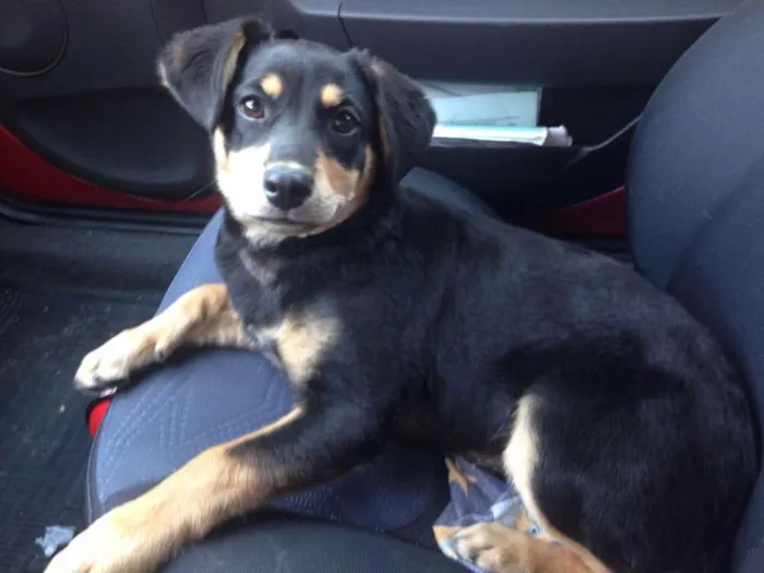 Cachorro ra a SRD idade 2 a 6 meses nome Fidel
