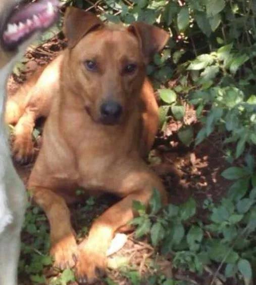 Cachorro ra a SRD idade 2 anos nome Johnny
