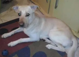 Cachorro raça RND idade 6 ou mais anos nome Bob