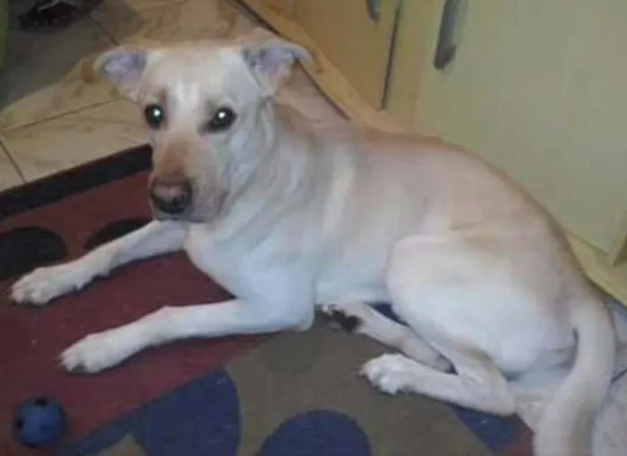 Cachorro ra a RND idade 6 ou mais anos nome Bob