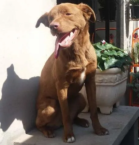 Cachorro ra a SRD idade 1 ano nome Belinha