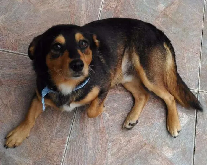 Cachorro ra a SRD idade 3 anos nome Petisso
