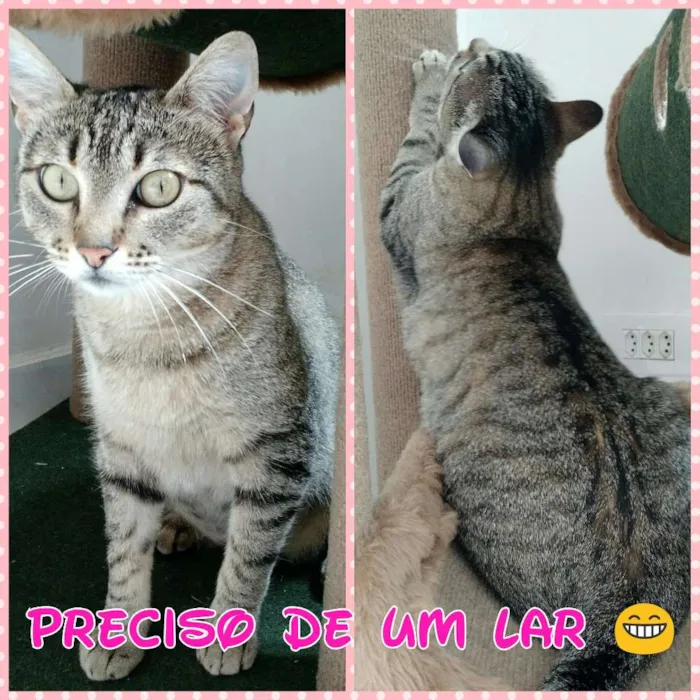Gato ra a SRD idade 2 anos nome Nina