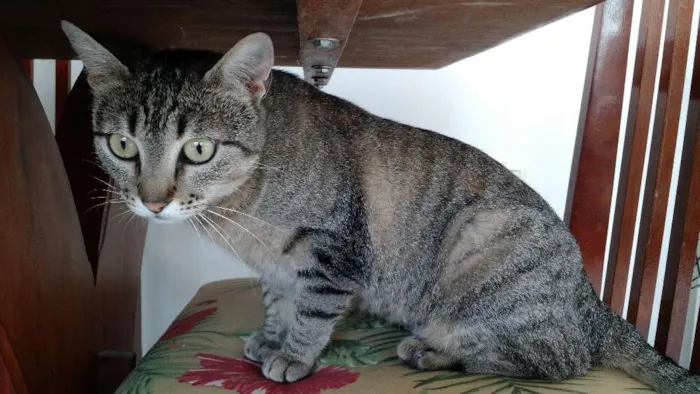 Gato ra a SRD idade 2 anos nome Nina