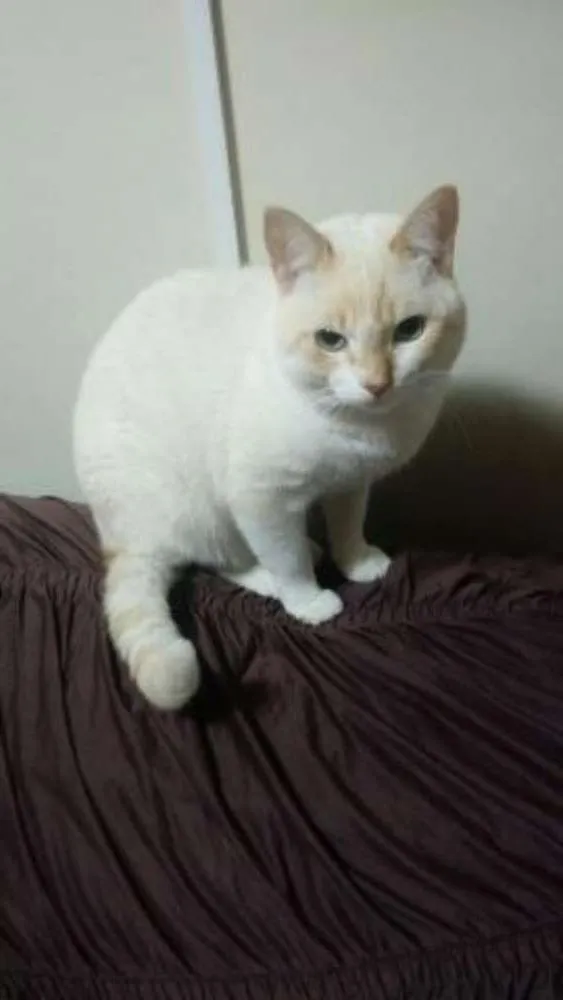 Gato ra a SRD idade 1 ano nome Mel