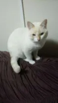 Mel