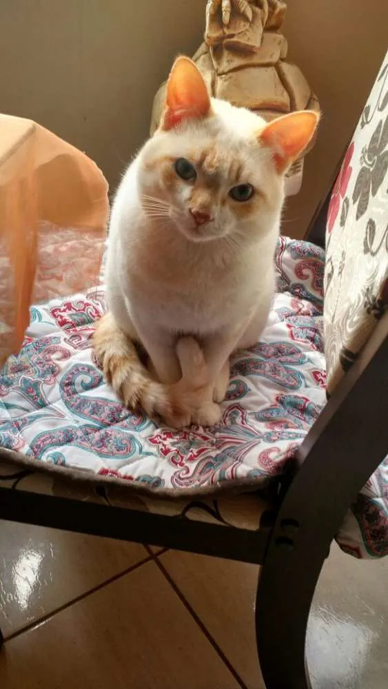 Gato ra a SRD idade 1 ano nome Mel