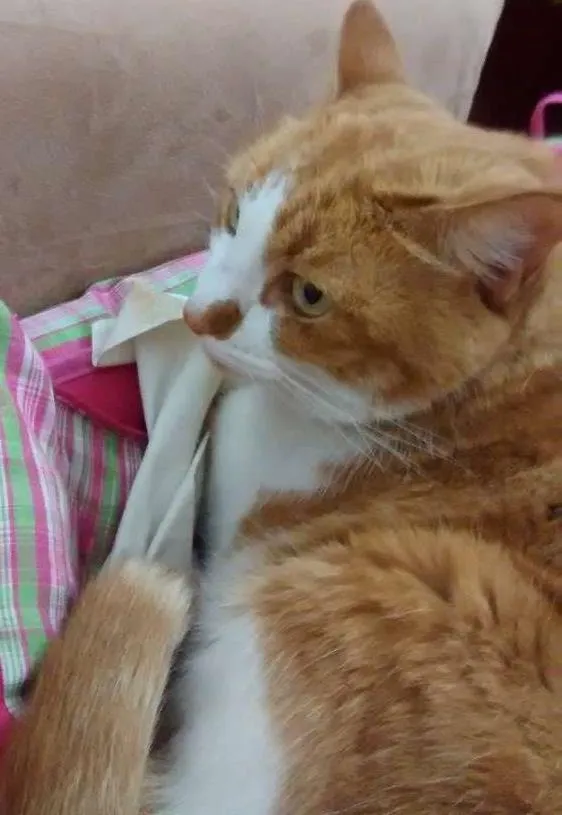 Gato ra a SRD idade 6 ou mais anos nome Manuela