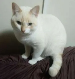 Gato raça SRD idade 1 ano nome Mel