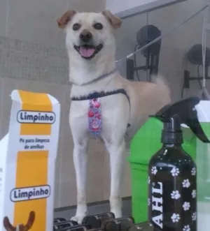 Cachorro raça SRD idade 2 anos nome Totó