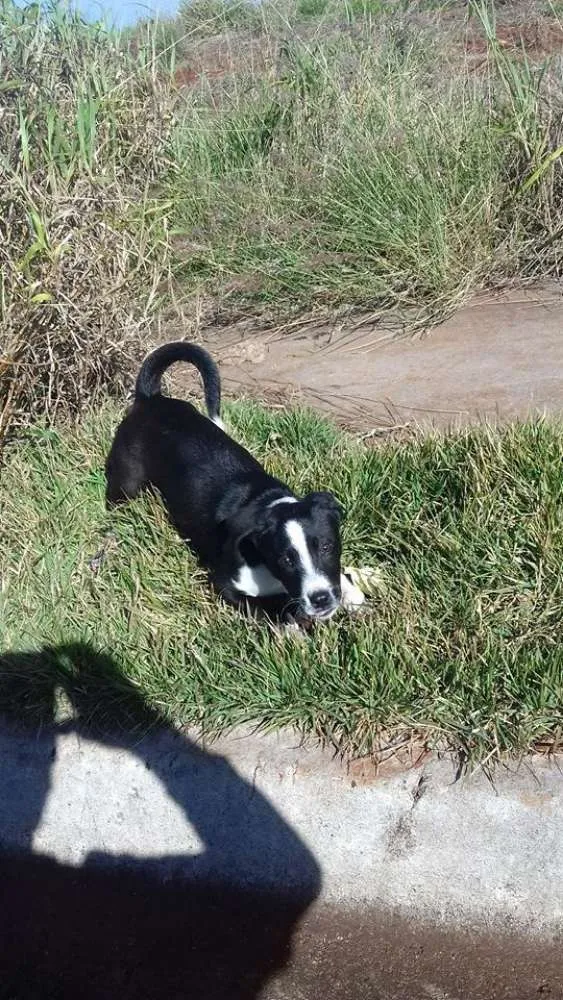 Cachorro ra a  idade 2 a 6 meses nome bob