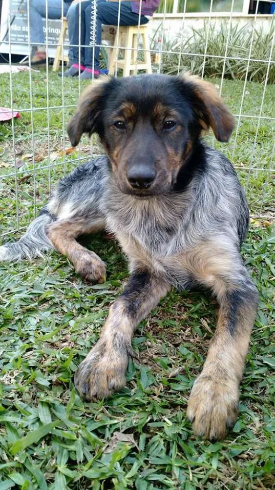 Cachorro ra a Srd idade 2 a 6 meses nome Tangerina